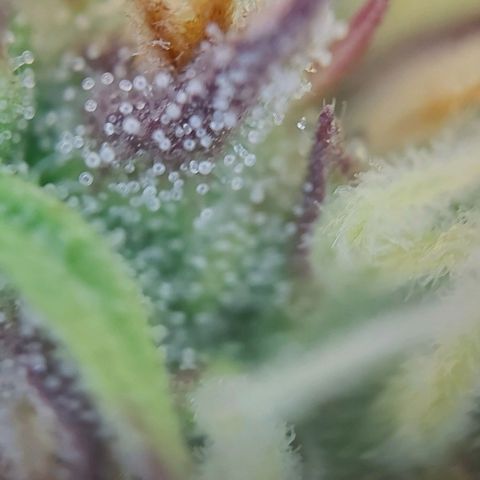 Auto Northern Lights growlog timeline photo