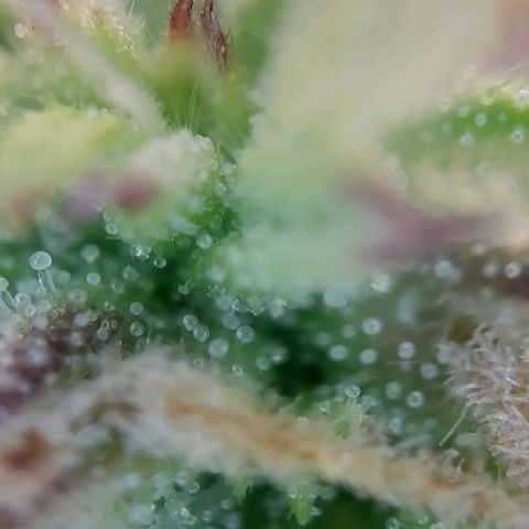 Auto Northern Lights growlog timeline photo