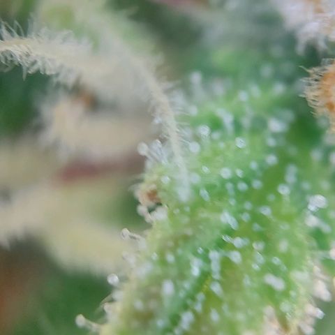 Auto Northern Lights growlog timeline photo