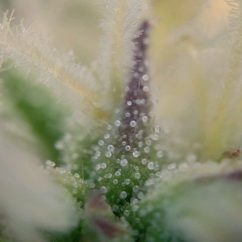 Auto Northern Lights growlog timeline photo