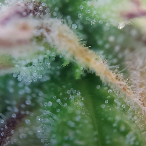 Auto Northern Lights growlog timeline photo