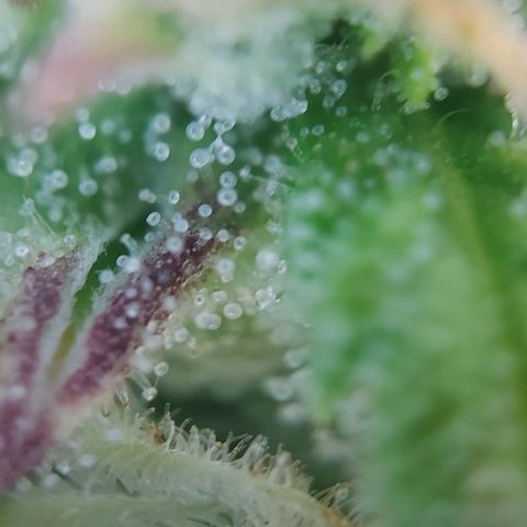 Auto Northern Lights growlog timeline photo