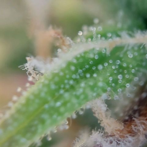 Auto Northern Lights growlog timeline photo