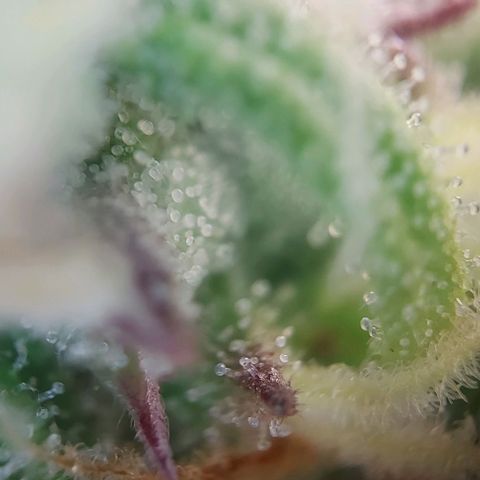 Auto Northern Lights growlog timeline photo