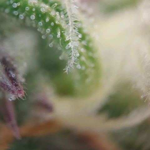Auto Northern Lights growlog timeline photo