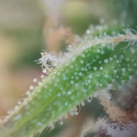 Auto Northern Lights growlog timeline photo