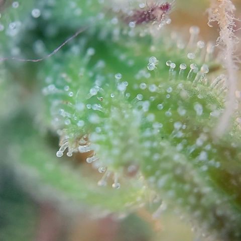 Auto Northern Lights growlog timeline photo