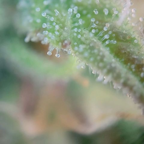 Auto Northern Lights growlog timeline photo