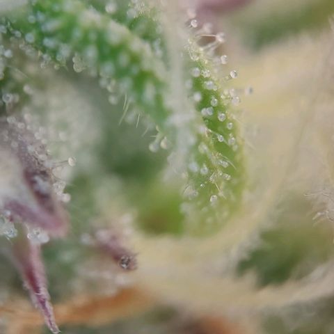 Auto Northern Lights growlog timeline photo