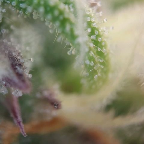 Auto Northern Lights growlog timeline photo
