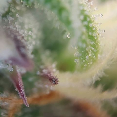 Auto Northern Lights growlog timeline photo