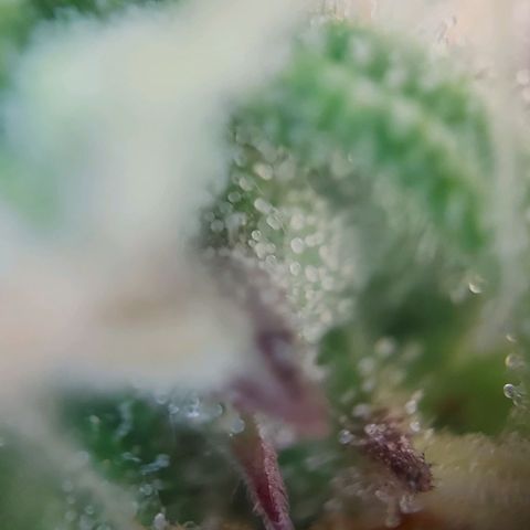 Auto Northern Lights growlog timeline photo