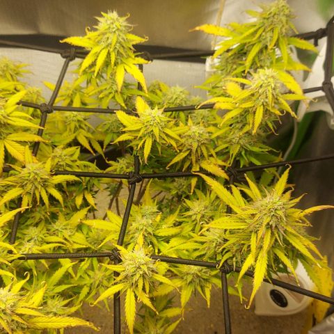 Auto Northern Lights growlog timeline photo