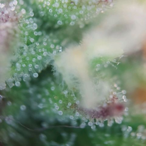 Auto Northern Lights growlog timeline photo