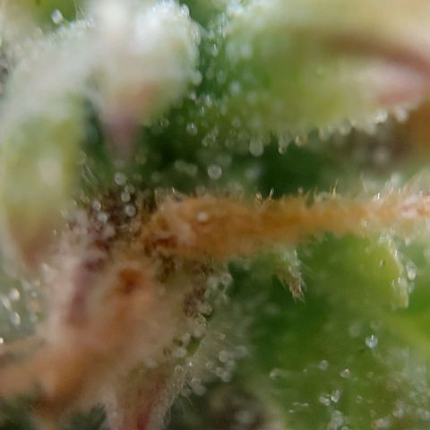 Auto Northern Lights growlog timeline photo