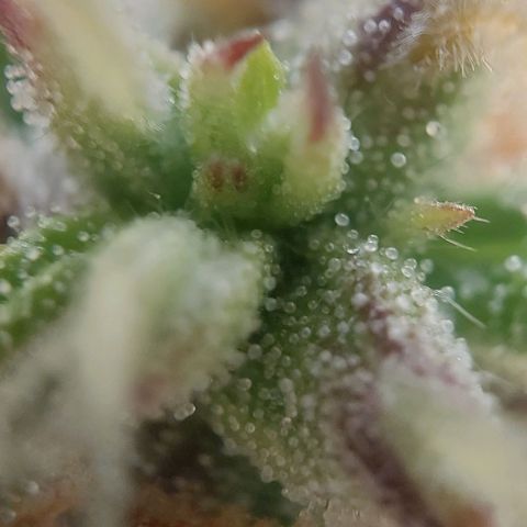 Auto Northern Lights growlog timeline photo