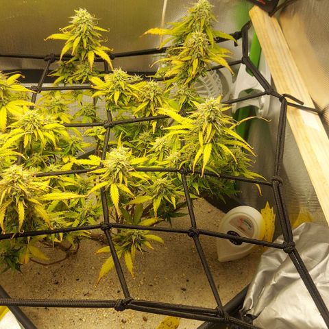 Auto Northern Lights growlog timeline photo