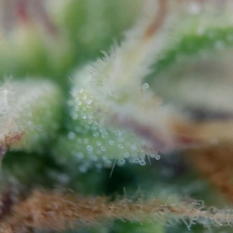 Auto Northern Lights growlog timeline photo