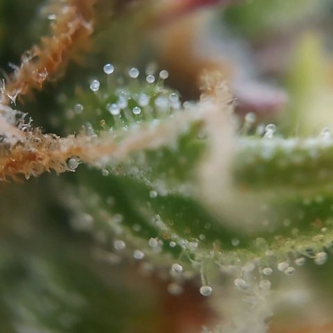 Auto Northern Lights growlog timeline photo