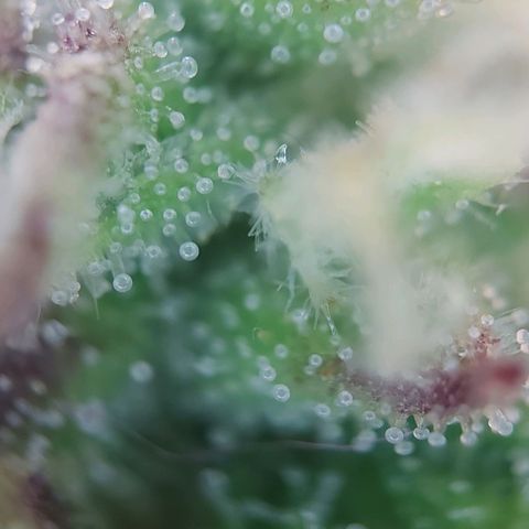 Auto Northern Lights growlog timeline photo