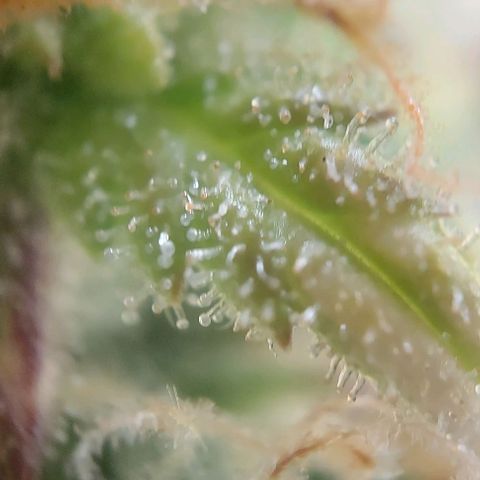Auto Northern Lights growlog timeline photo