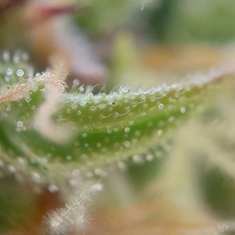 Auto Northern Lights growlog timeline photo