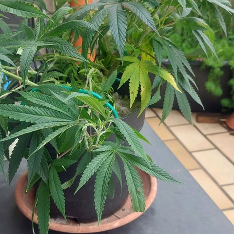 Unbekannte Sorte 1 growlog timeline photo