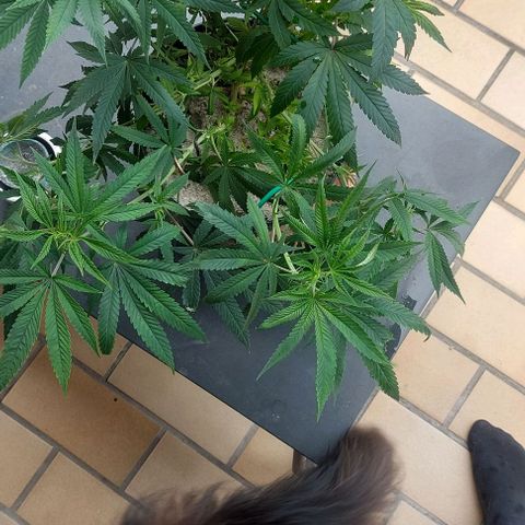Unbekannte Sorte 1 growlog timeline photo