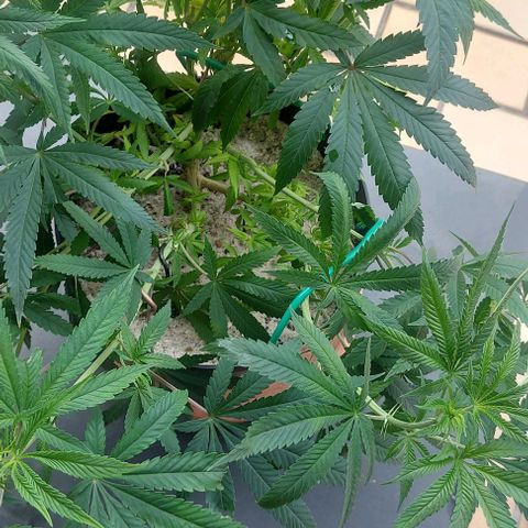Unbekannte Sorte 1 growlog timeline photo
