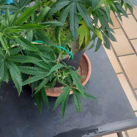 Unbekannte Sorte 1 growlog timeline photo