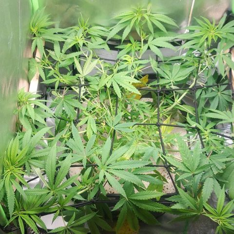 Unbekannte Sorte 1 growlog timeline photo