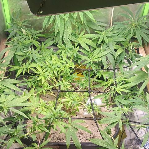 Unbekannte Sorte 1 growlog timeline photo