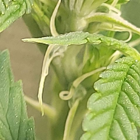 Unbekannte Sorte 1 growlog timeline photo