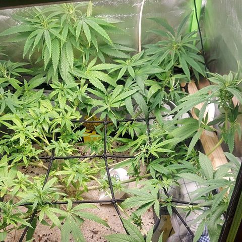Unbekannte Sorte 1 growlog timeline photo