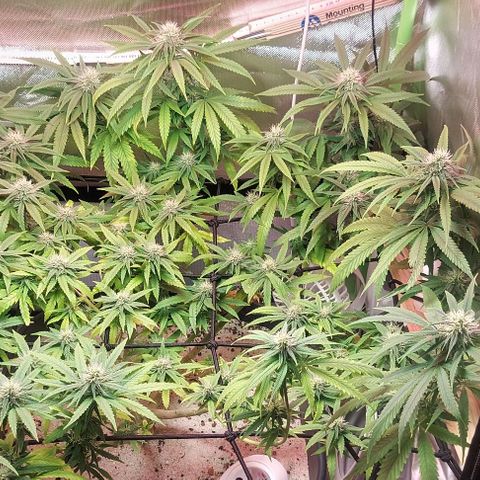 Unbekannte Sorte 1 growlog timeline photo
