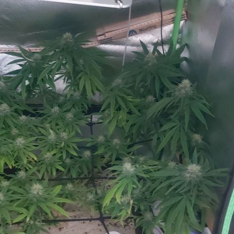 Unbekannte Sorte 1 growlog timeline photo