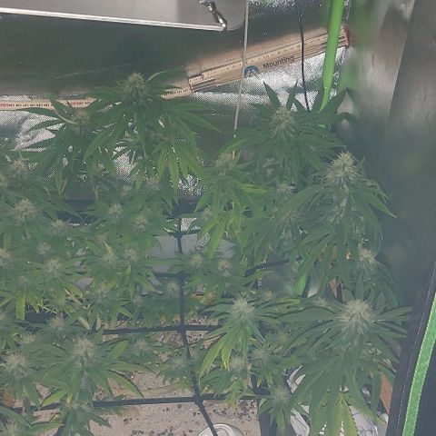 Unbekannte Sorte 1 growlog timeline photo