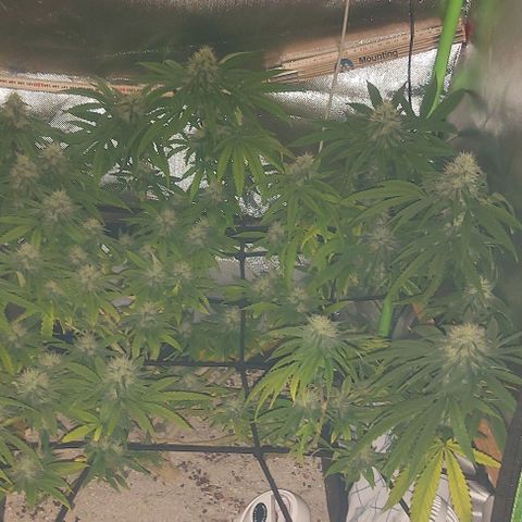 Unbekannte Sorte 1 growlog timeline photo