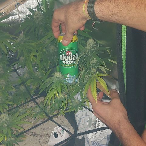 Unbekannte Sorte 1 growlog timeline photo