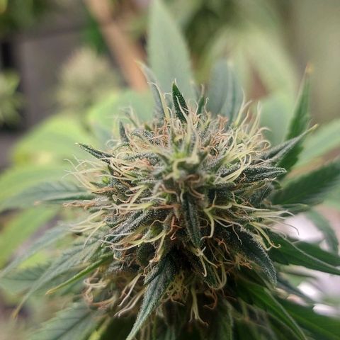 Unbekannte Sorte 1 growlog timeline photo