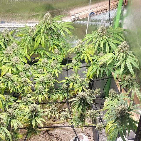 Unbekannte Sorte 1 growlog timeline photo