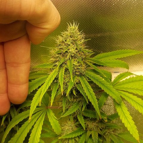 Unbekannte Sorte 1 growlog timeline photo