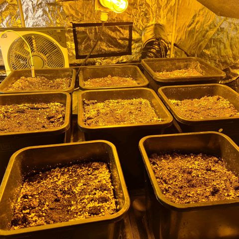 Creeper #1 growlog timeline photo