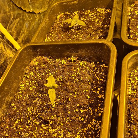 Creeper #1 growlog timeline photo