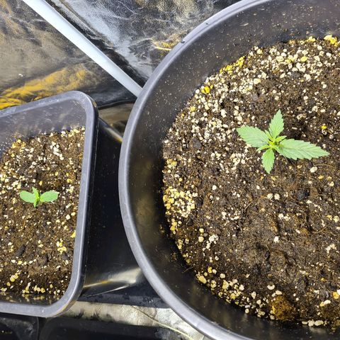 Creeper #1 growlog timeline photo