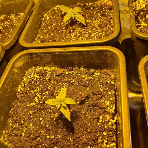 Creeper #1 growlog timeline photo