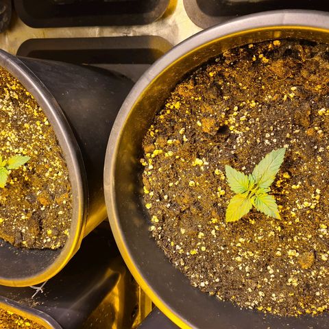 Creeper #1 growlog timeline photo