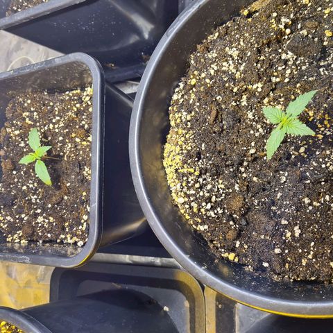 Creeper #1 growlog timeline photo