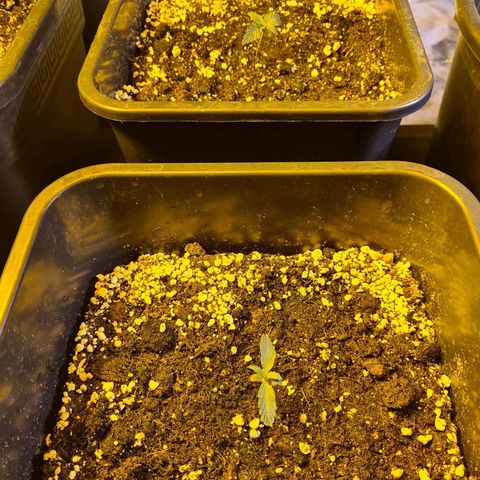 Creeper #1 growlog timeline photo