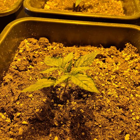 Creeper #1 growlog timeline photo